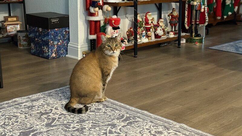 An orange cat sitting calmly on a rug indoors
