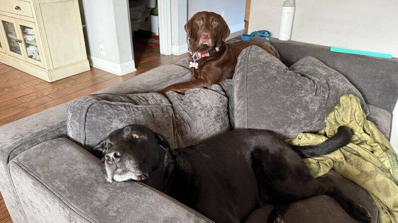 Two dogs napping on the living room couch