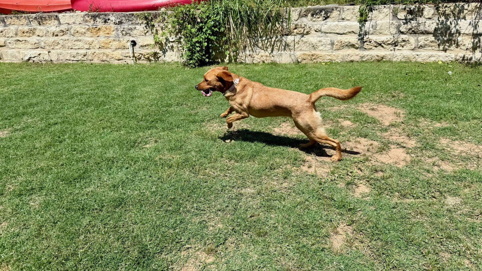 A dog running at full speed across a large fenced backyard