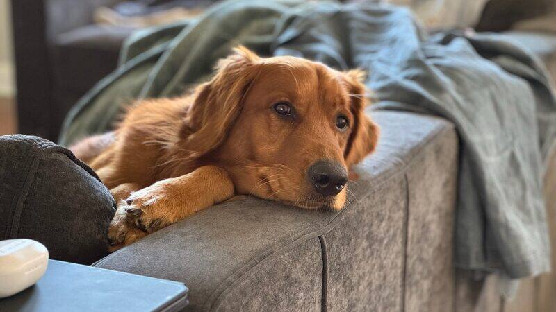 A golden retriever resting its head on the arm of a couch
