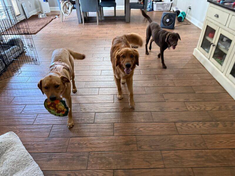 Three dogs walking together through the house