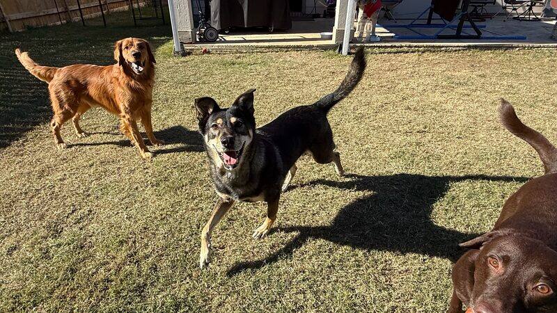 Two dogs playing together in the sunny backyard