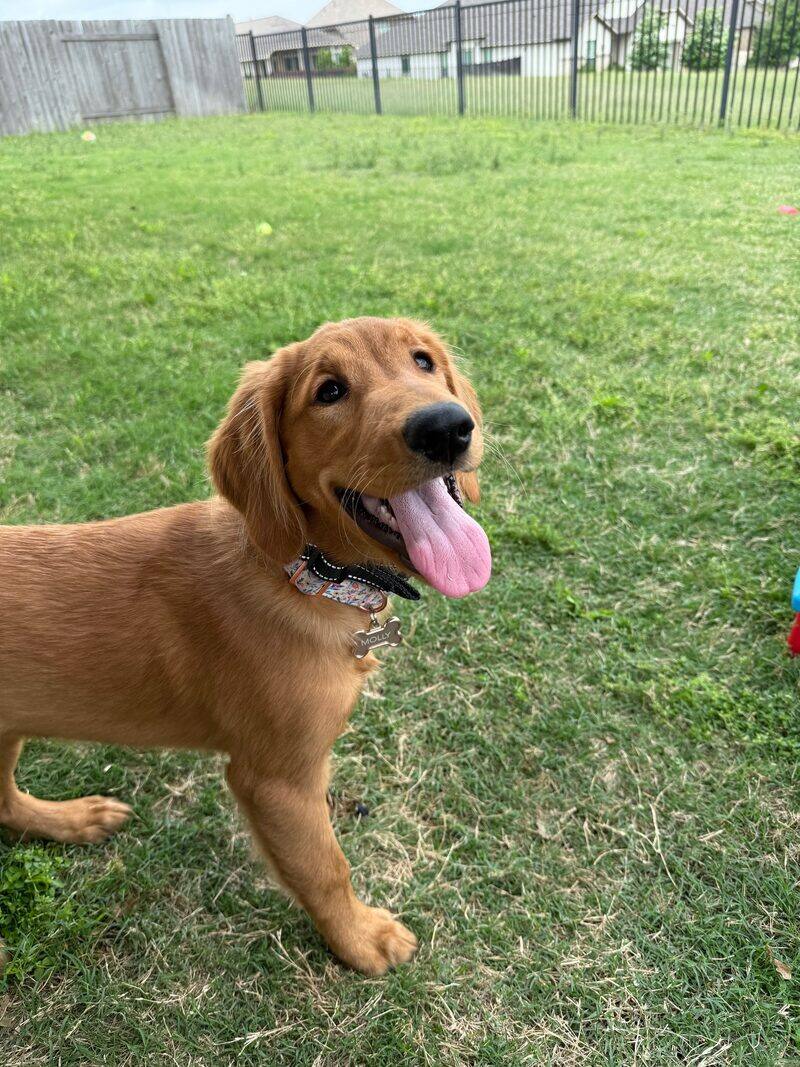 A golden retriever puppy running in the grass with its tongue out
